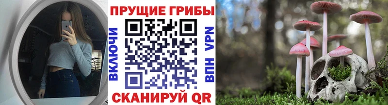 сколько стоит  Злынка  Галлюциногенные грибы Psilocybe 